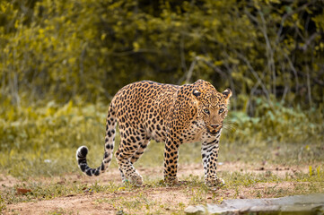 Indian wild male leopard or panther walking head on with an eye contact in natural background during monsoon season wildlife safari at forest of central india - panthera pardus fusca