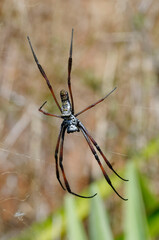 Trichonephila inaurata spider - Madagascar