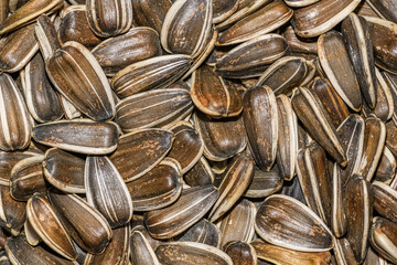 sunflower seeds in detail, backdrop