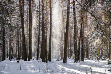 Snow falls from the upper, sun-warmed branches of trees