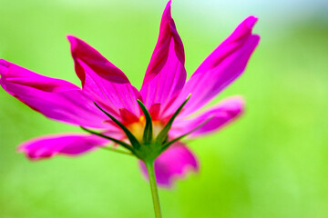 Fototapeta premium Close-up of pink cosmos in Japan