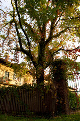 Fototapeta premium Colorful Tree in Autumn, Italy