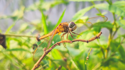 yellow dragon fly sitting on a dry branch of a plant