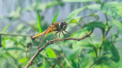 yellow dragon fly sitting on a dry branch of a plant