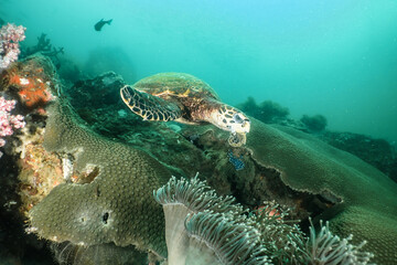 Fototapeta na wymiar Hawksbill turtle swimming above the reef