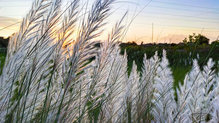 long white flowers near corn field