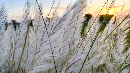 long white flowers near corn field