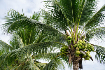 Fototapeta premium Coconut against cloudy sky are ready for harvest.