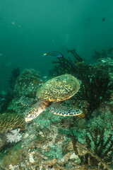 Naklejka na ściany i meble Hawksbill turtle swimming above the reef