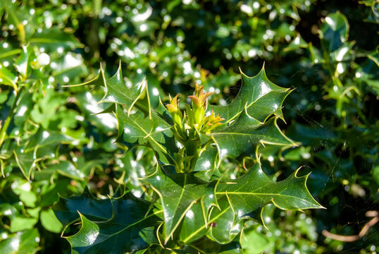 English Holly (Ilex aquifolium) growing in rural Suffolk