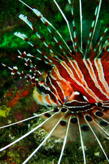 Spotted fin Lion fish