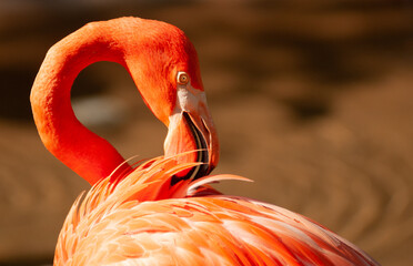 American Flamingo Up Close Preening by Water