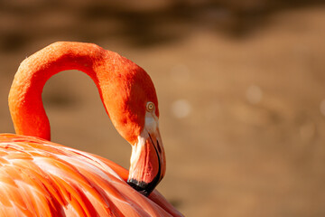 American flamingo preening by water - obrazy, fototapety, plakaty