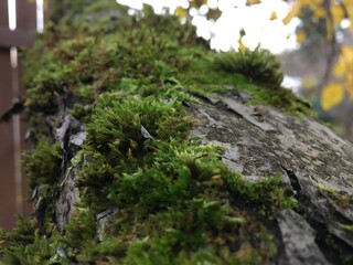 moss on tree