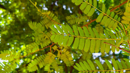 small green leaves of tamarind tree