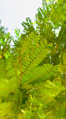 small green leaves of tamarind tree