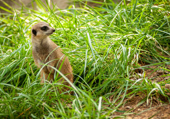 Meerkat Looking Off Frame with Curiosity