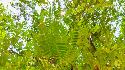 small green leaves of tamarind tree