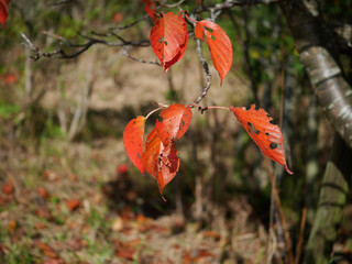  Autumn cherry tree leaves w\ith holes