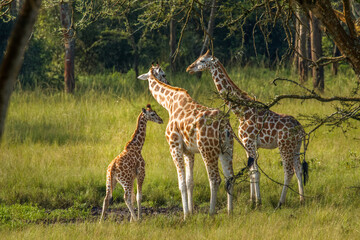 Naklejka na ściany i meble A mother Rothschild's giraffe with her baby ( Giraffa camelopardalis rothschildi) standing at a waterhole, Lake Mburo National Park, Uganda. 