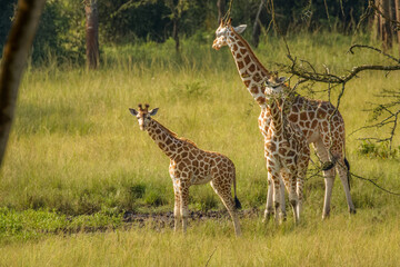 A mother Rothschild's giraffe with her baby ( Giraffa camelopardalis rothschildi) standing at a...