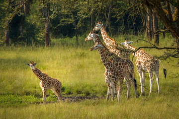 A tower Rothschild's giraffe with a newborn ( Giraffa camelopardalis rothschildi) standing at a waterhole, Lake Mburo National Park, Uganda.	