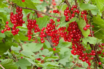 Obraz premium Branches of red currants in the garden