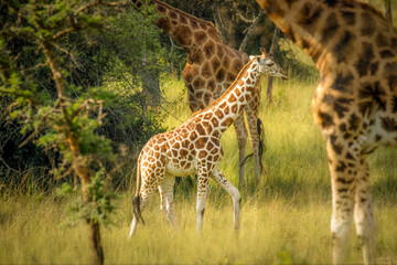 A newborn Rothschild's giraffe ( Giraffa camelopardalis rothschildi) standing at a waterhole, Lake Mburo National Park, Uganda.	

