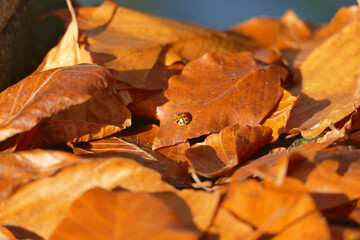 Colorful leaves on sunny autumn day