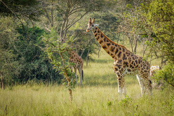 A Rothschild's giraffe ( Giraffa camelopardalis rothschildi) standing at a waterhole, Lake Mburo National Park, Uganda.	