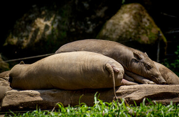 Babirusa sleeping in a log 