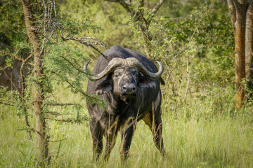 Naklejka premium Old male African Buffalo ( Syncerus caffer), Lake Mburo National Park, Uganda.