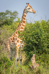 A Rothschild's giraffe ( Giraffa camelopardalis rothschildi), Lake Mburo National Park, Uganda.	
