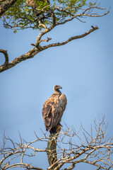 White-backed vulture (Gyps africanus) in a tree, Lake Mburo National Park, Uganda.	
