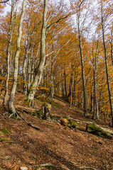 Jesienny las - Bieszczady 