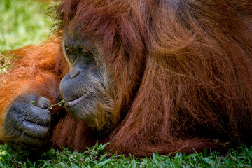 Orangutan eating grass while laying on the grass