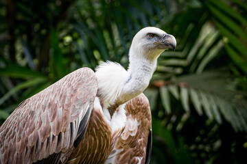 Vulture Bird Portrait Shot with green background White & Brown feather