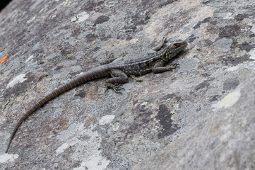 Duméril's Madagascar Swift or Madagascar spotted spiny-tailed iguana (Oplurus quadrimaculatus) - Madagascar