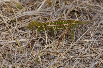 Campan's chameleon, or Jeweled chameleon or Madagascar forest chameleon (Furcifer campani) - Andringitra Mountains, Madagascar