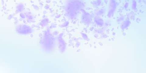 Violet flower petals falling down. Exotic romantic