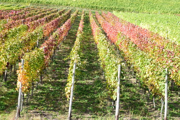 herbstlich bunte Weinberge bei Klotten an der Mosel