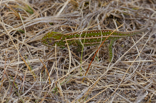 Campan's chameleon, or Jeweled chameleon or Madagascar forest chameleon (Furcifer campani) - Andringitra Mountains, Madagascar