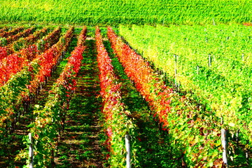 herbstlich bunte Weinberge bei Klotten an der Mosel
