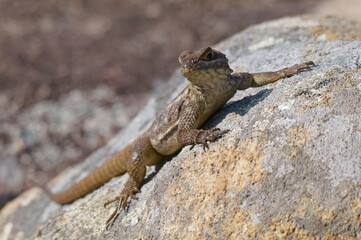 Duméril's Madagascar Swift or Madagascar spotted spiny-tailed iguana (Oplurus quadrimaculatus) - Madagascar