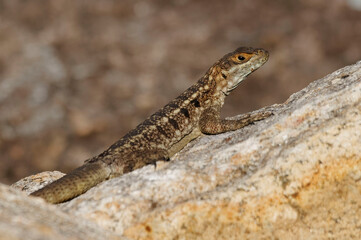 Duméril's Madagascar Swift or Madagascar spotted spiny-tailed iguana (Oplurus quadrimaculatus) - Madagascar