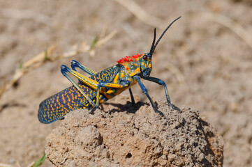 Psychedelic Grasshopper (Phymateus saxosus) - Madagascar