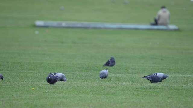 Pigeons eating on the grass. Park in the city center. Dog running in the background.