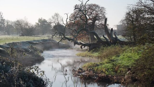 Early morning mist hanging over the flowing river Arrow framed by a large fallen dead tree, Studley, Warwickshire, UK.