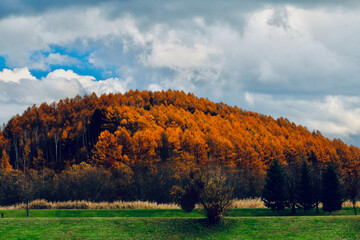 秋のカラマツ林
