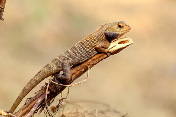 Chameleon resting on dry wood